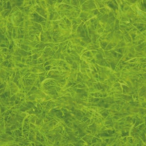 L'AFA klamath, algue sauvage ultranutritive et régénérative !